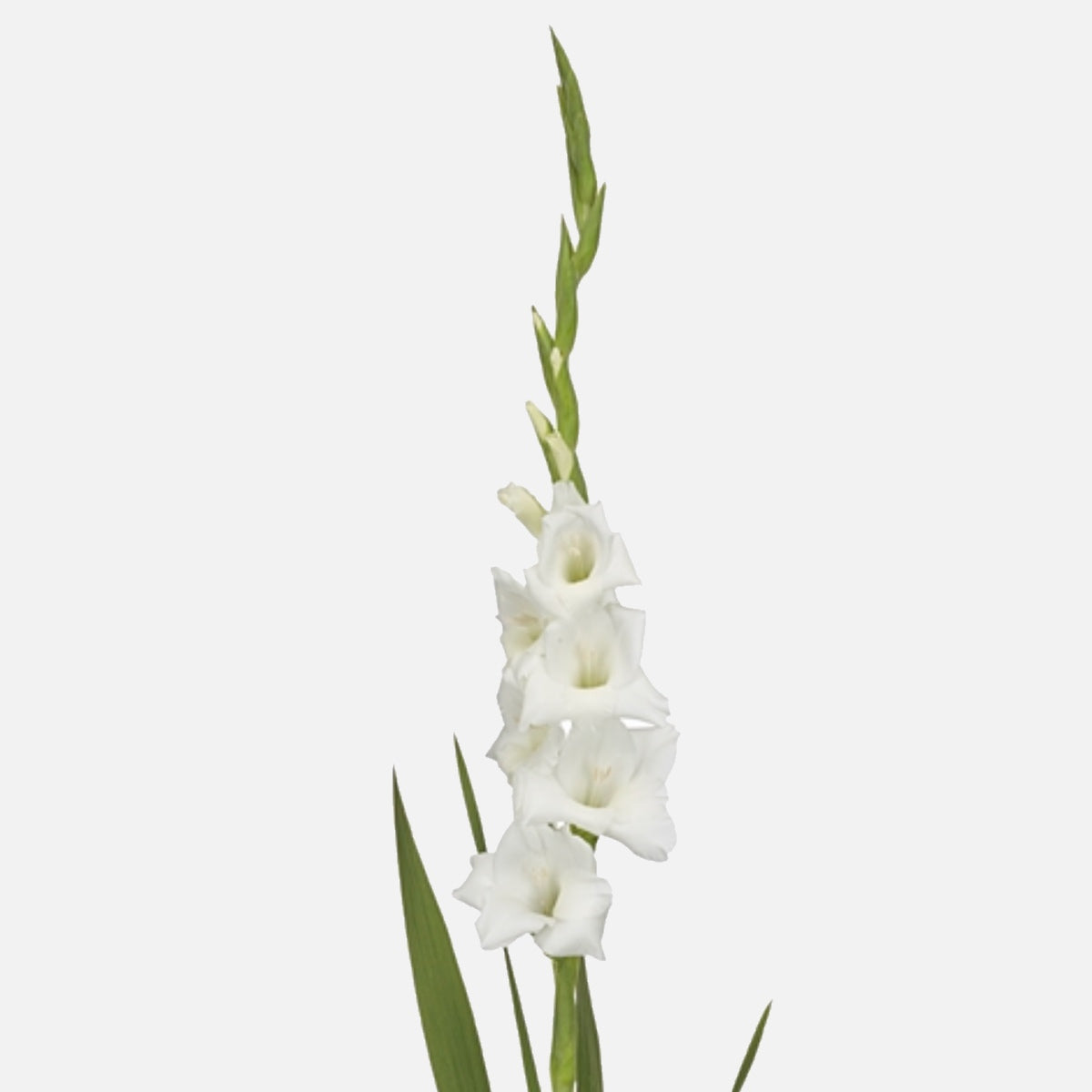 Gladiolen weiss