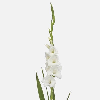 Gladiolus white