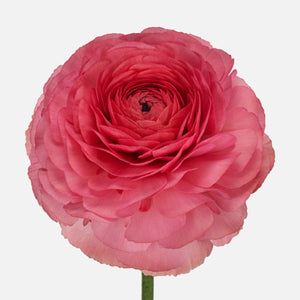 Grand Ranunkeln Fragola