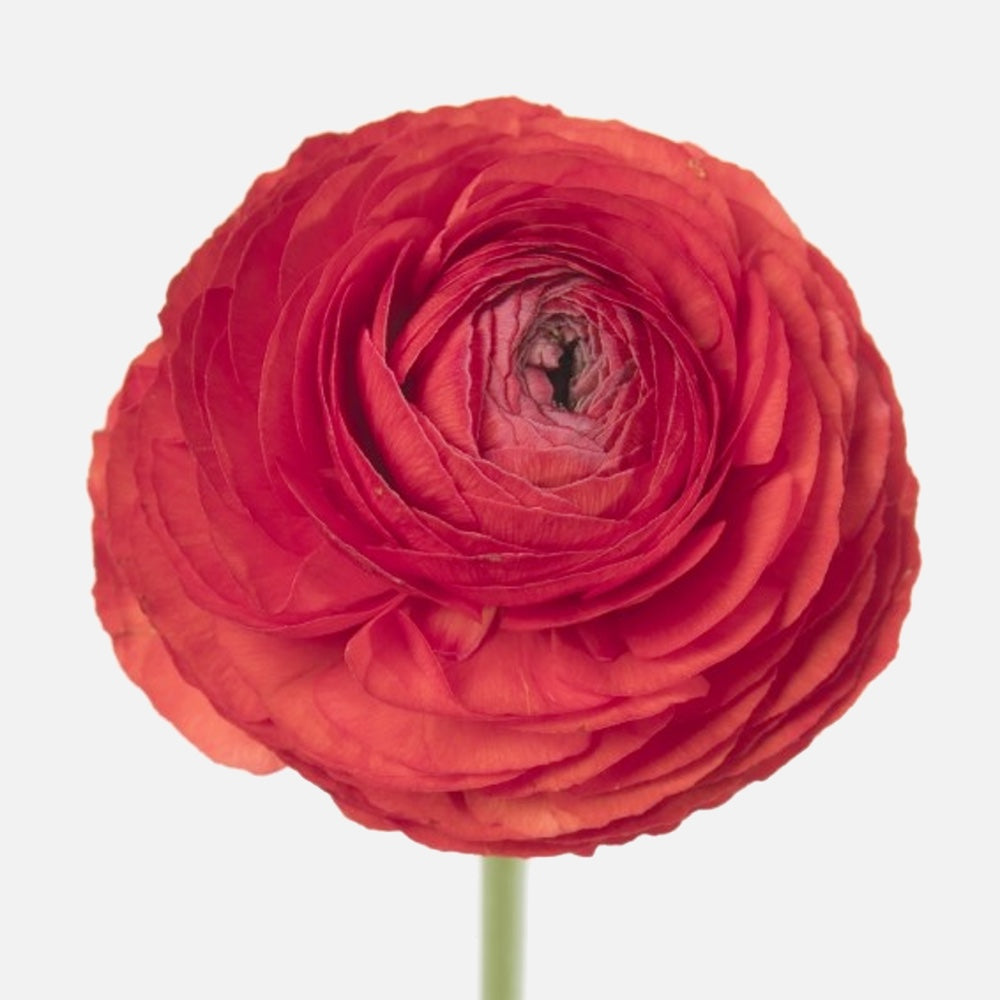 Grand Ranunkeln rot