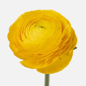 Grand Ranunkeln gelb