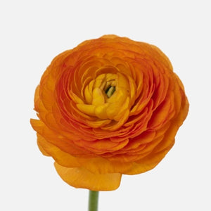 Grand Ranunkel orange