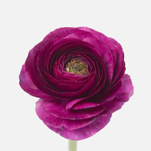 Grand Ranunkel violett