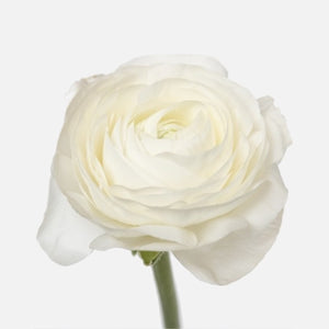 Grand Ranunkeln weiss