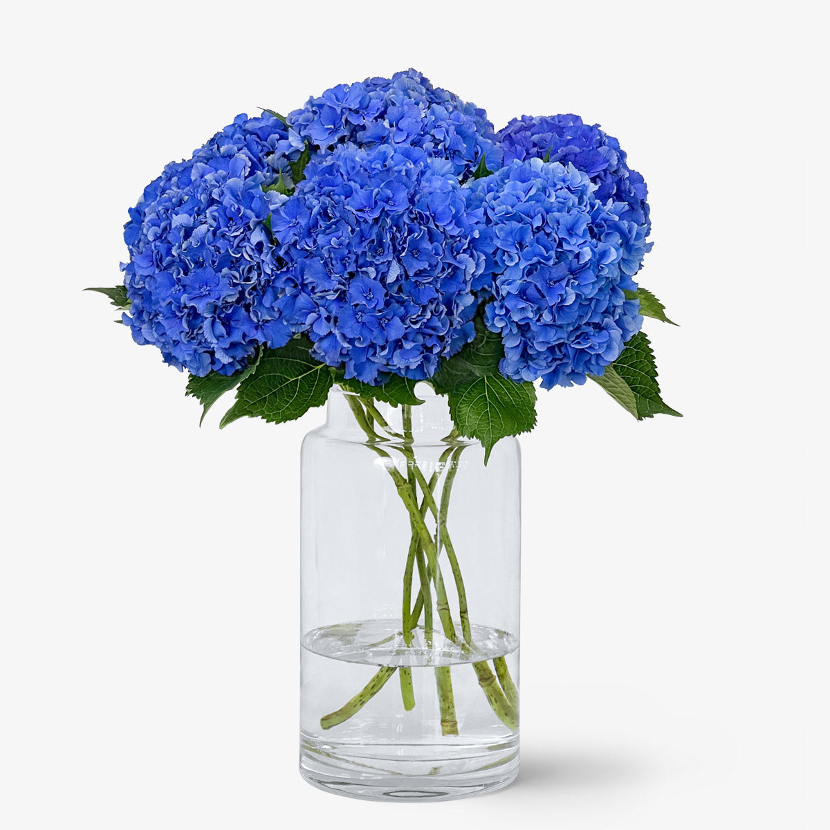 Hortensien blau