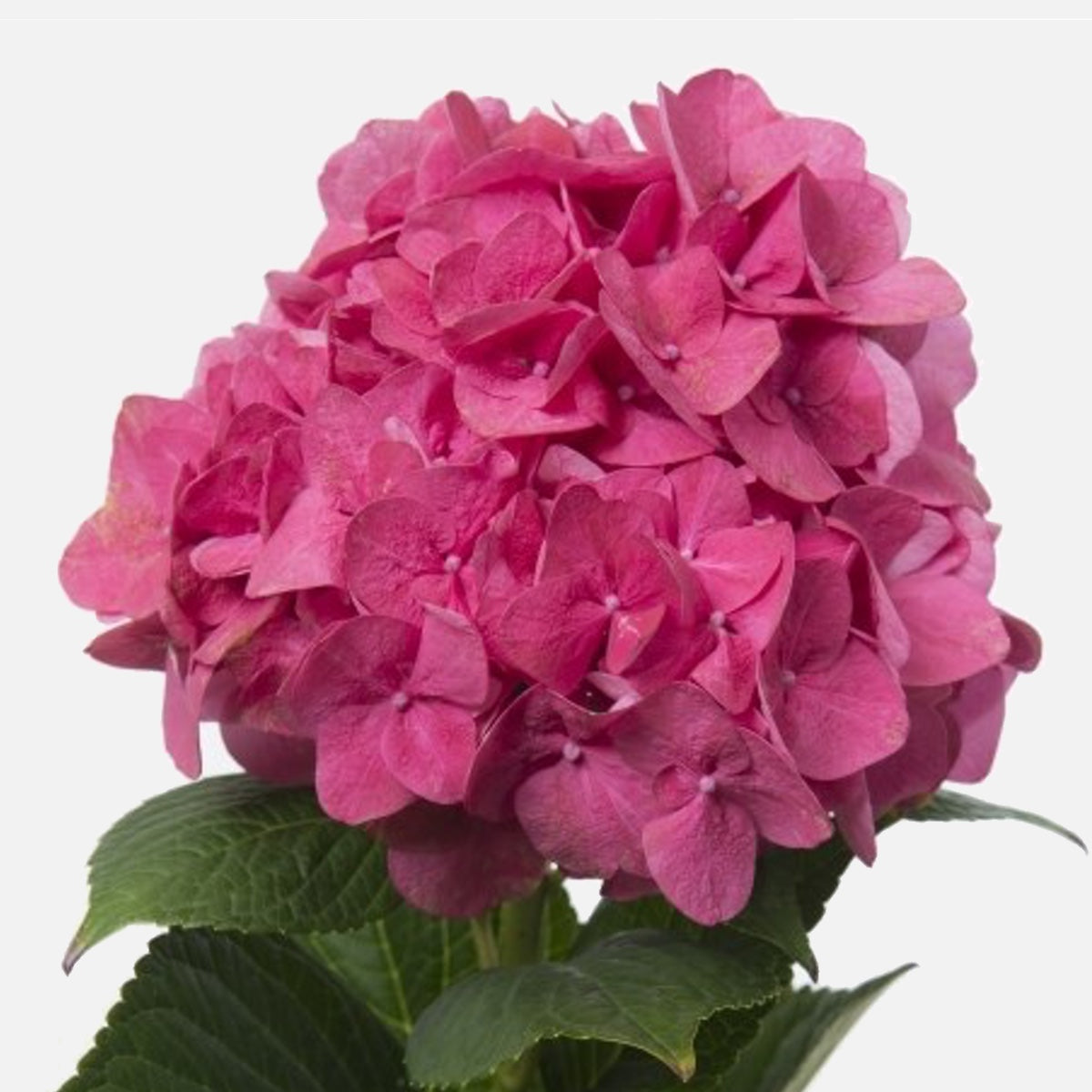 Hortensien kirschpink