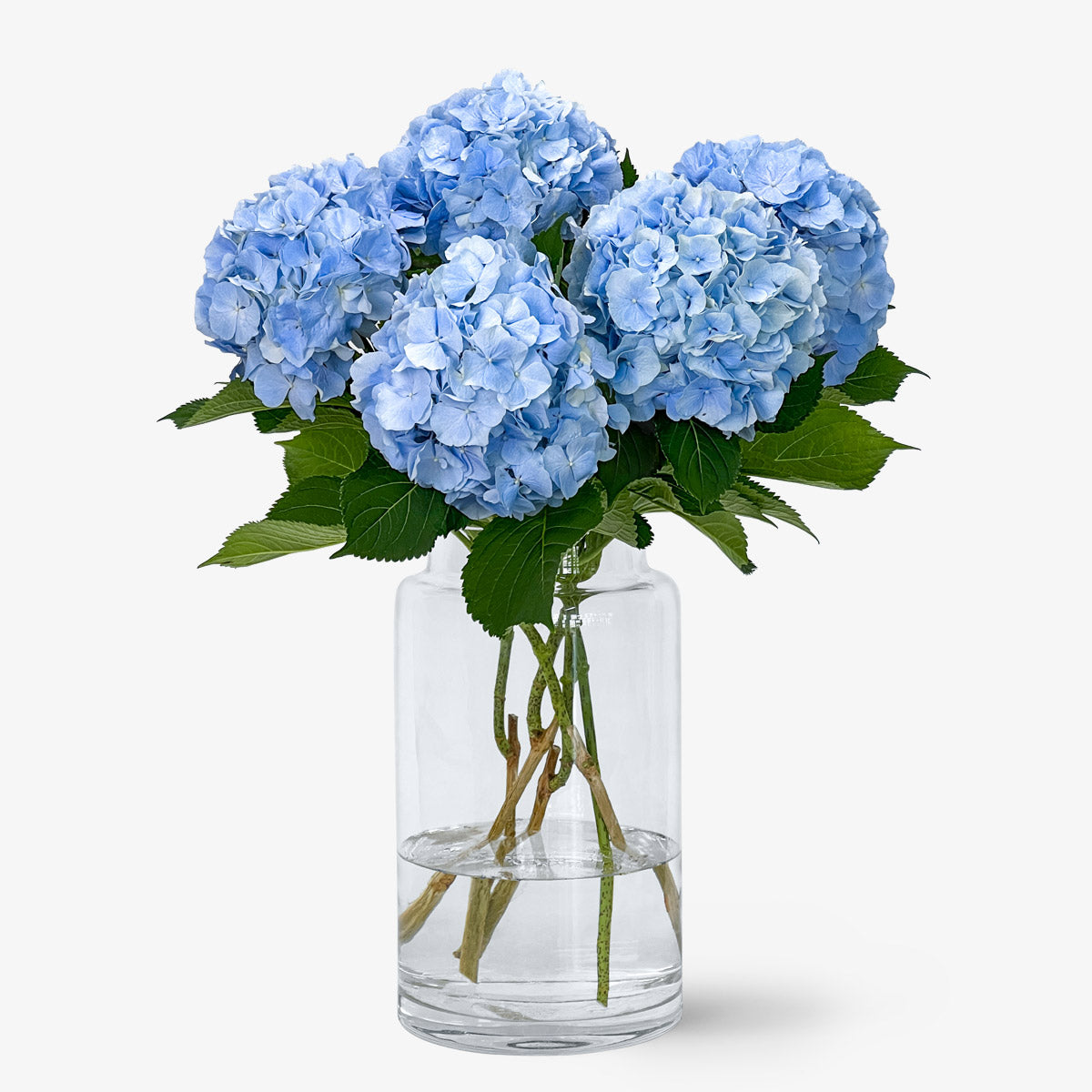 Hortensien hellblau