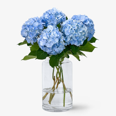 Hortensien hellblau
