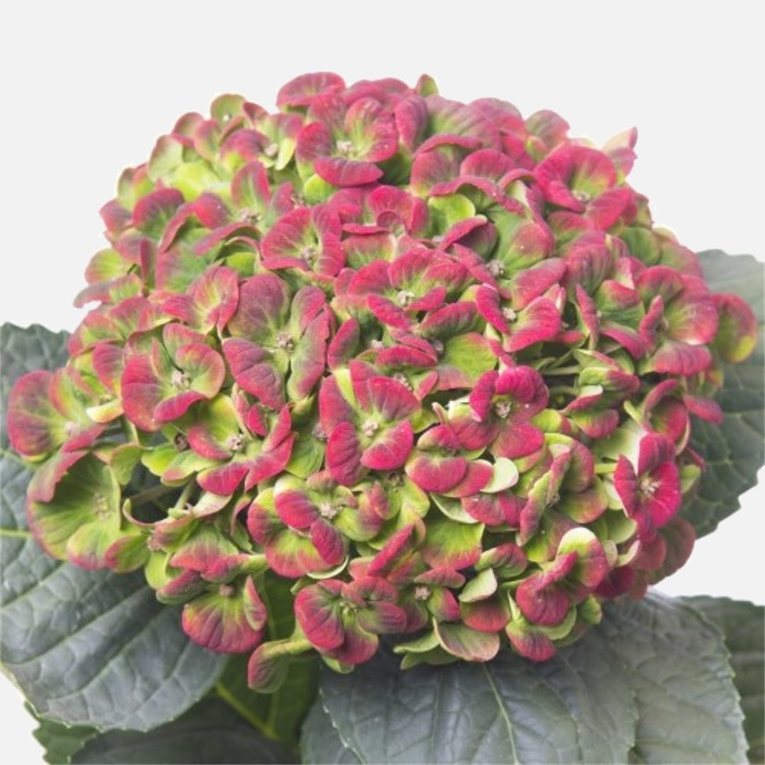 【Hydrangea】 Meet the new groundbreaking advance in hydrangeas - Richard