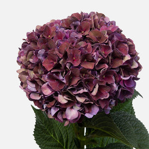 Hortensien magical violett