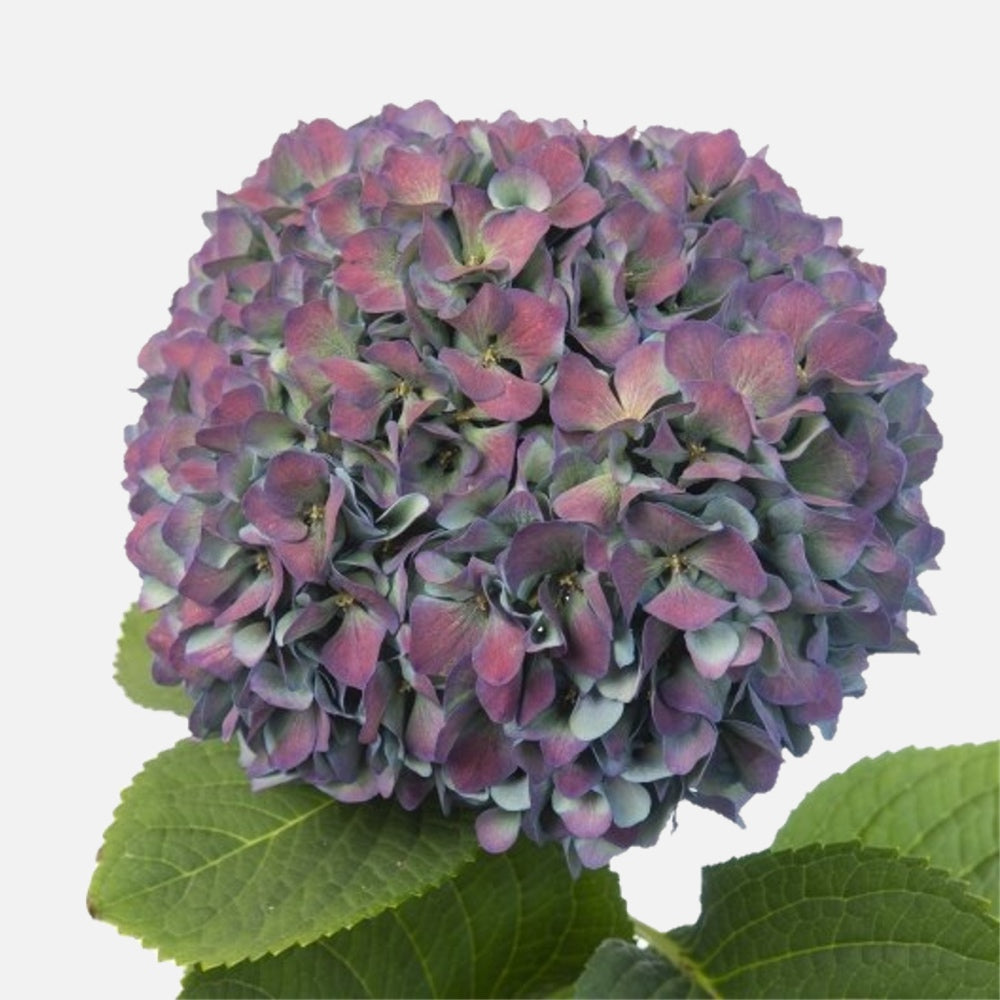 Hortensien Galaxy