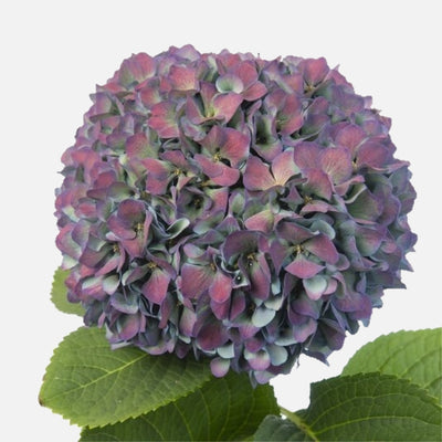 Hortensien Galaxy