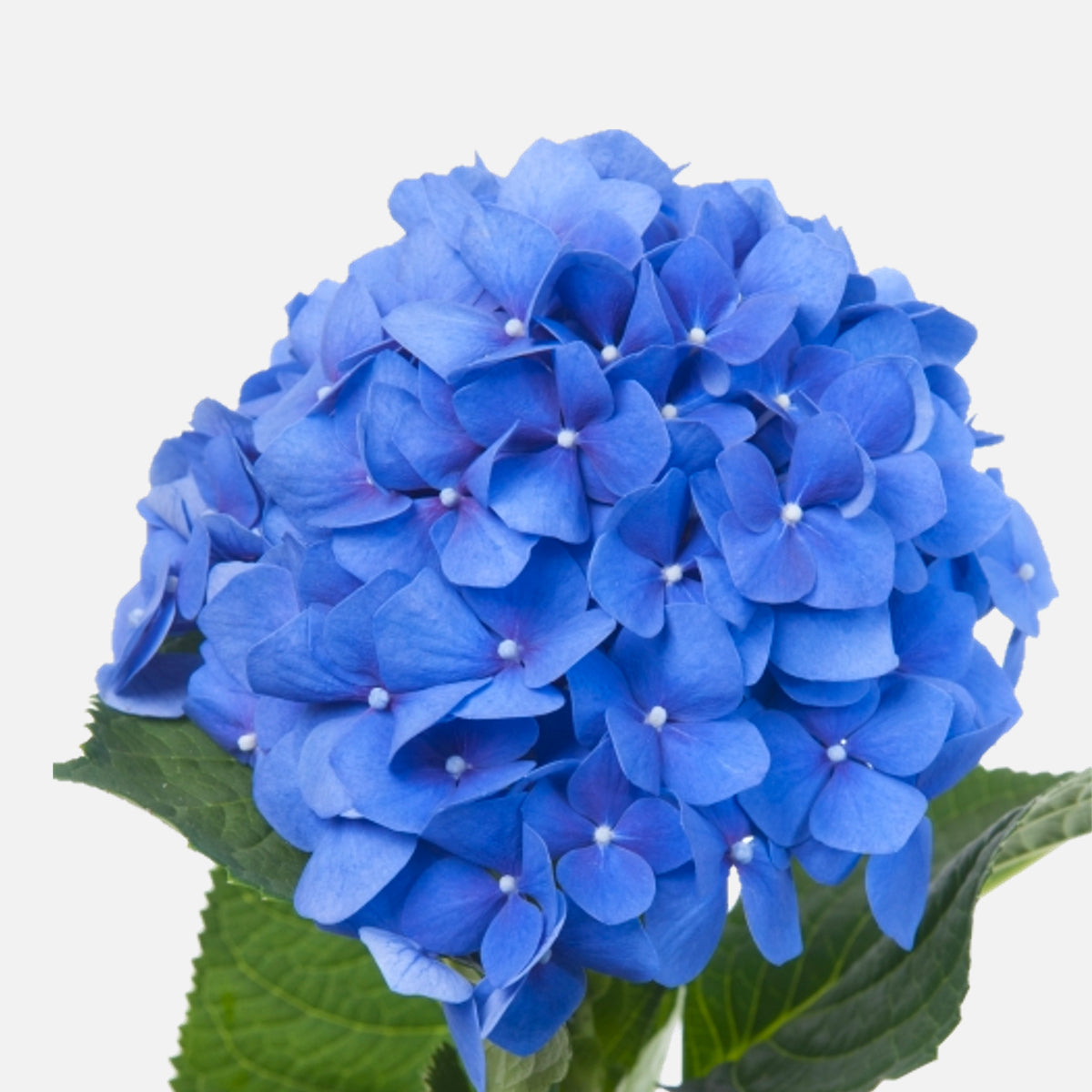 Hortensien blau
