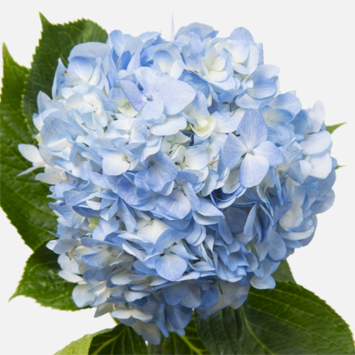 Hortensien hellblau