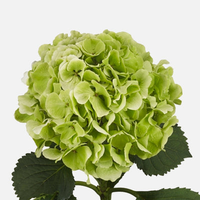 Hortensien limegreen