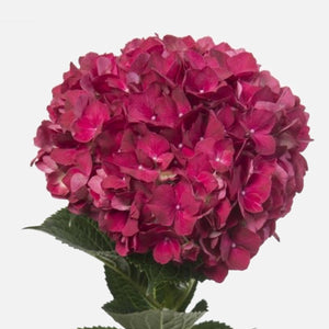 Hortensien magical red