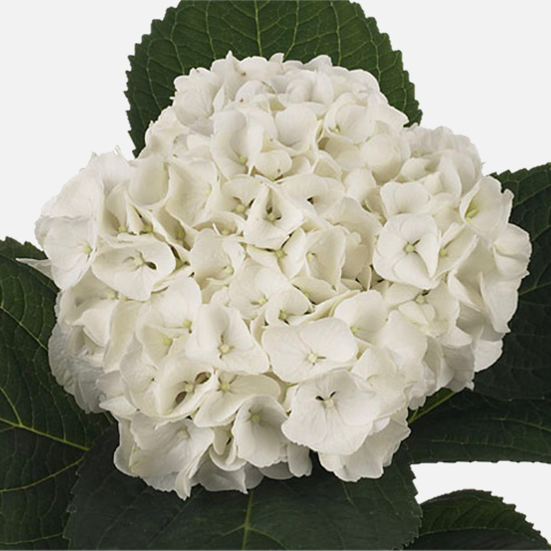 Hydrangea4937　0602 Order and buy white hydrangea online – TOM FLOWERS
