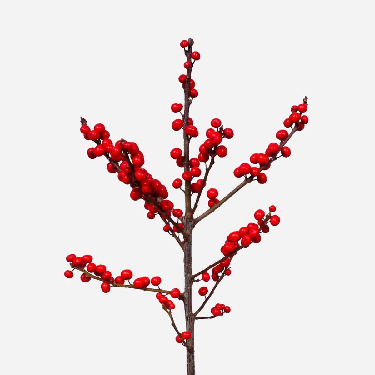 Ilex Zweige rot