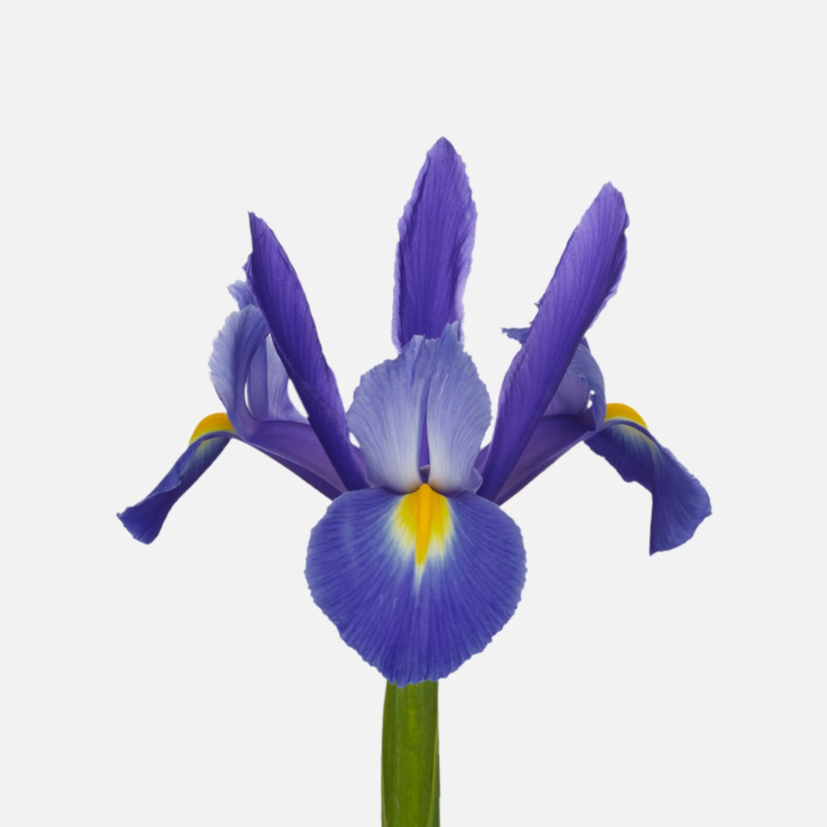 Iris blau-violett