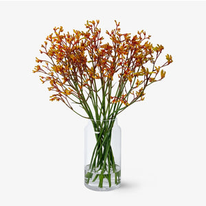 Känguru Pfoten Sunset