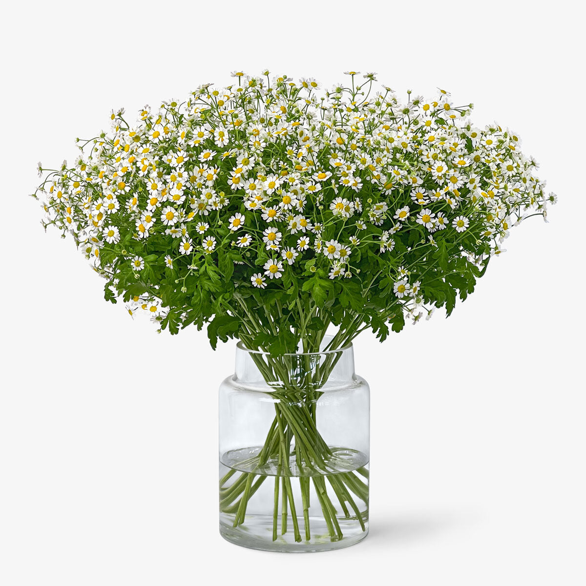 Kamillen Geschenk