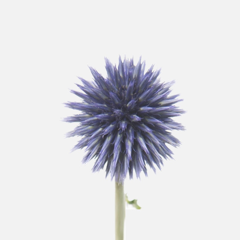 Kugeldisteln blau