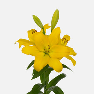 Lilies yellow