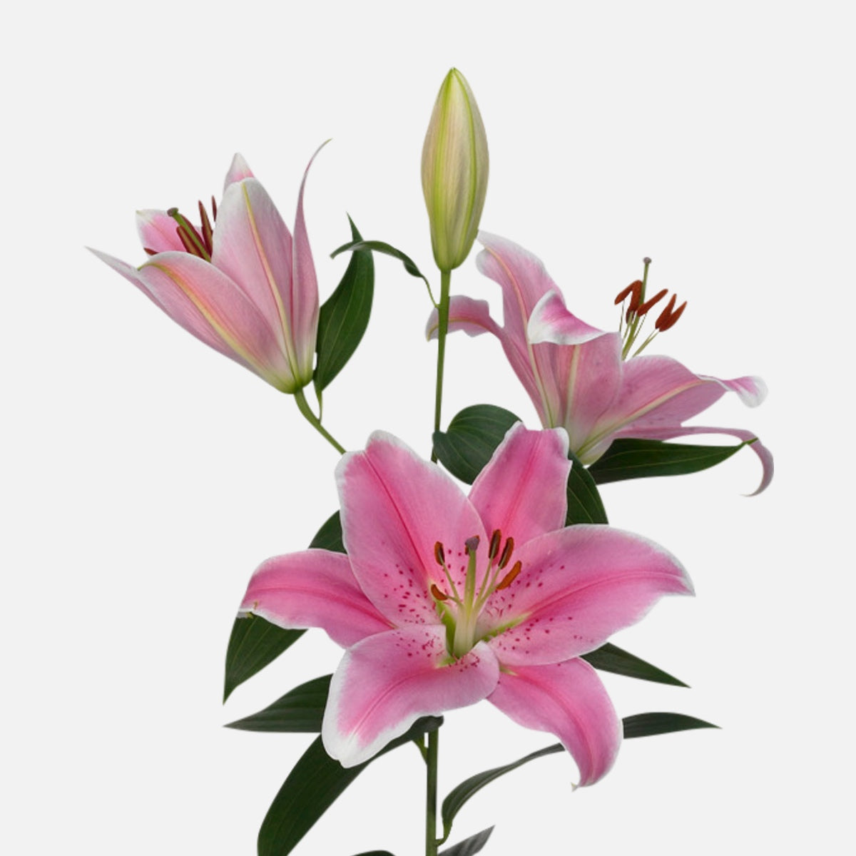 Lilien pink