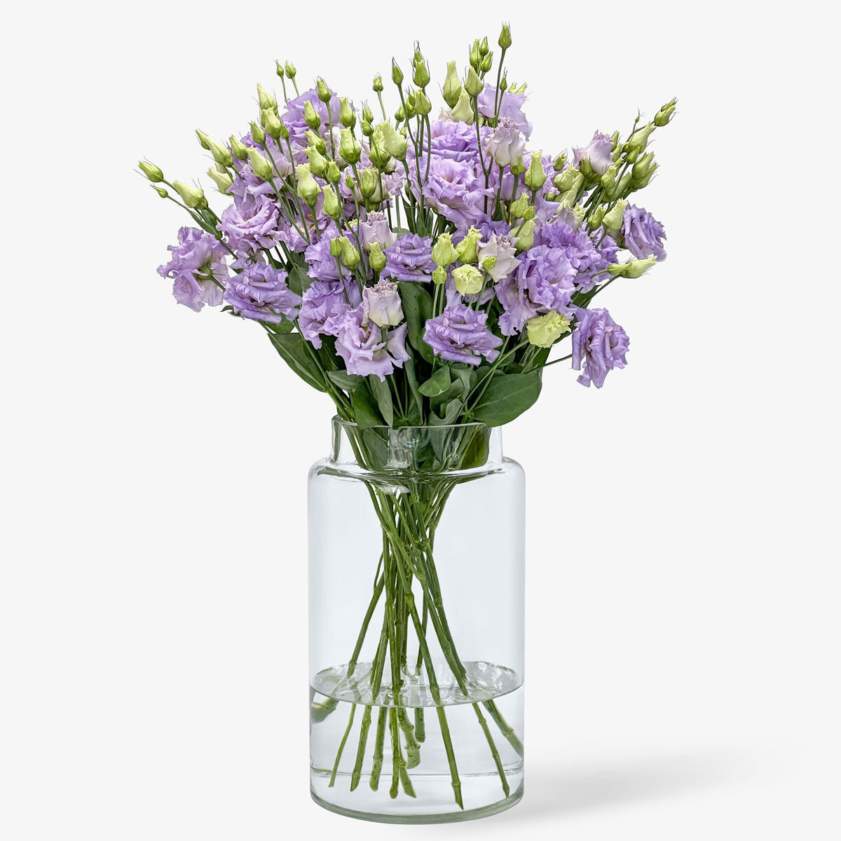 Lisianthus lila