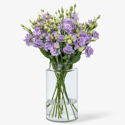Lisianthus lila