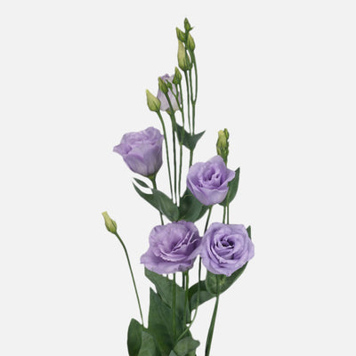 Lisianthus lila