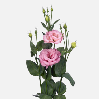 Lisianthus rosa