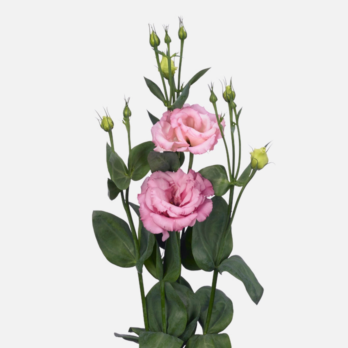 Lisianthus rosa EXP