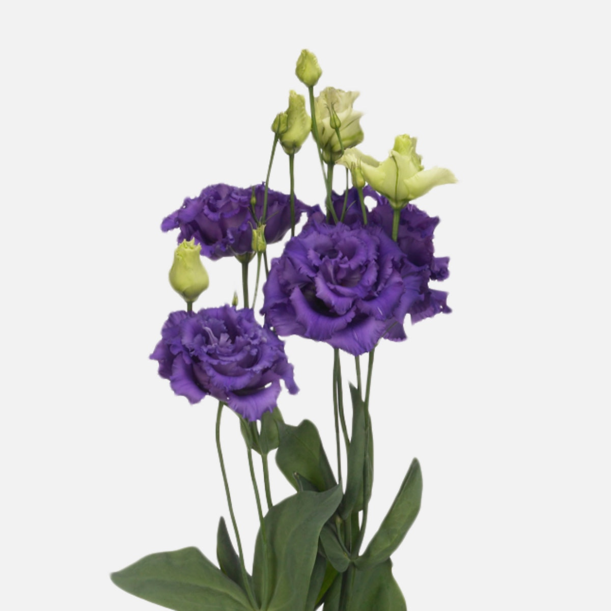 Lisianthus violett