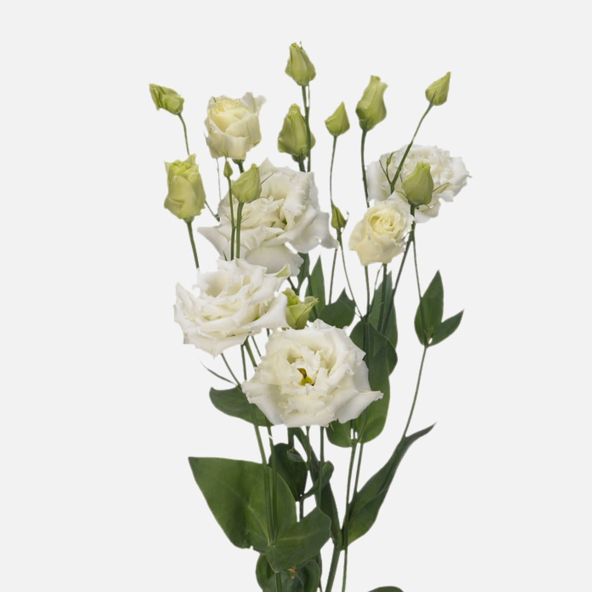 Lisianthus weiss