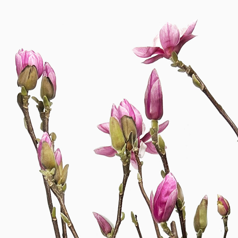 Magnolienzweige rosa-weiss