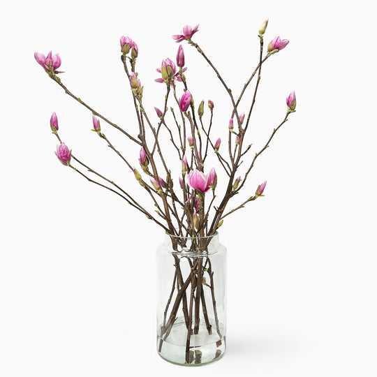 Magnolienzweige online kaufen – TOM FLOWERS