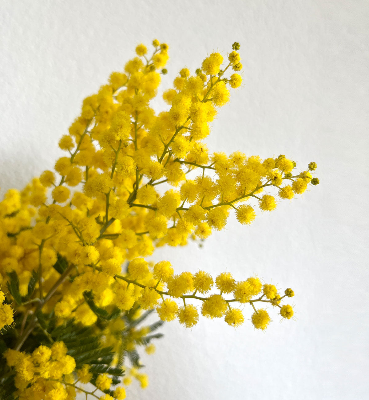 Mimosen