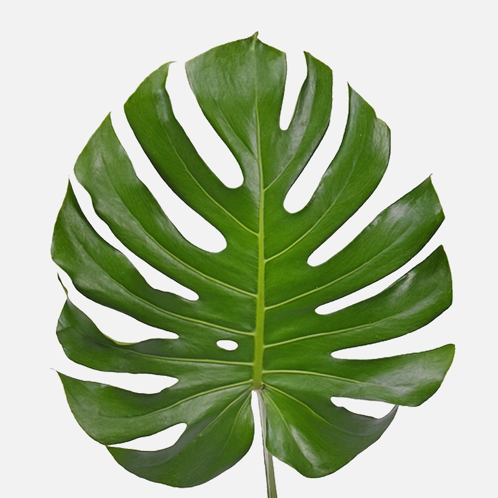 Monstera Blätter