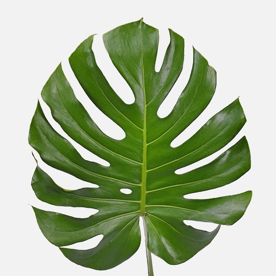 Monstera Bltter online kaufen  TOM FLOWERS