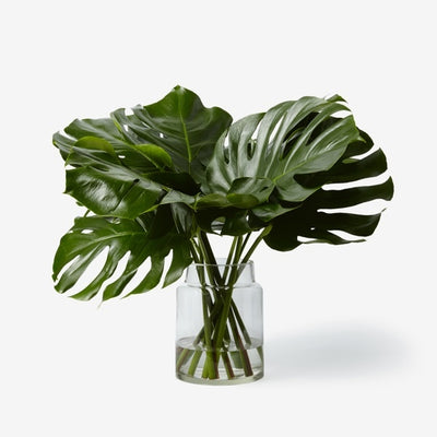 Monstera Blätter