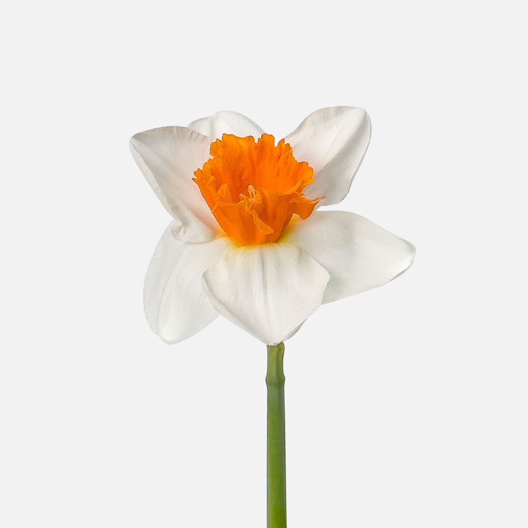 Narzissen sunshine gelb online schenken – TOM FLOWERS