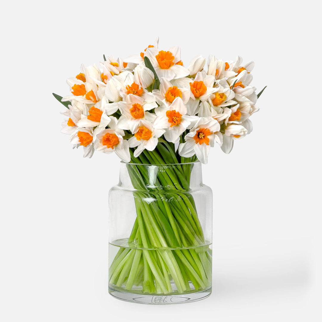 Narcissus-sunny-side-vase-bg-