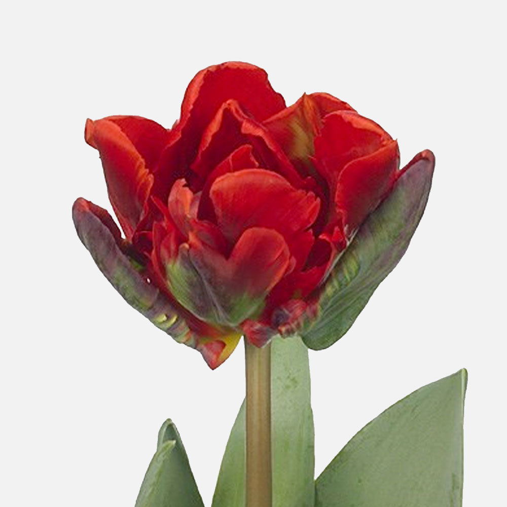 Papageien-Tulpen rot