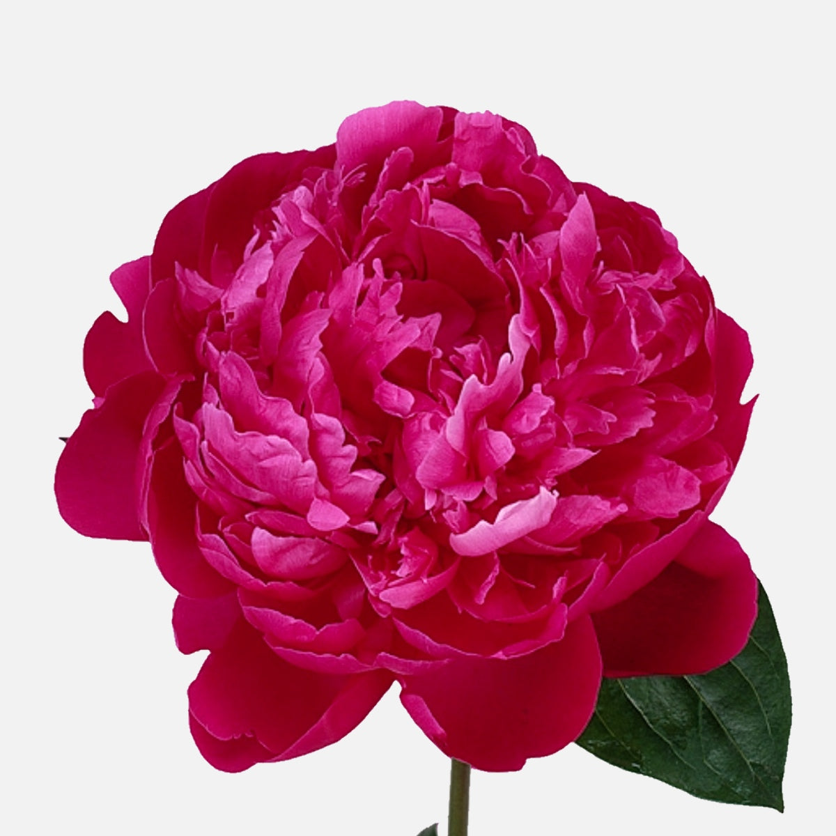 Pfingstrosen pink