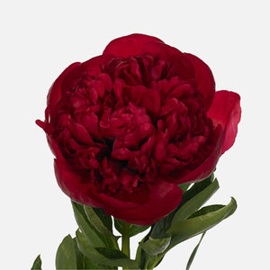 Pfingstrosen rubinrot