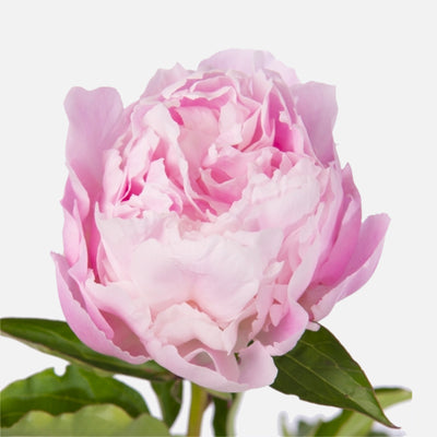 Pfingstrosen rosa