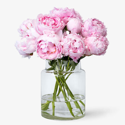 Pfingstrosen rosa