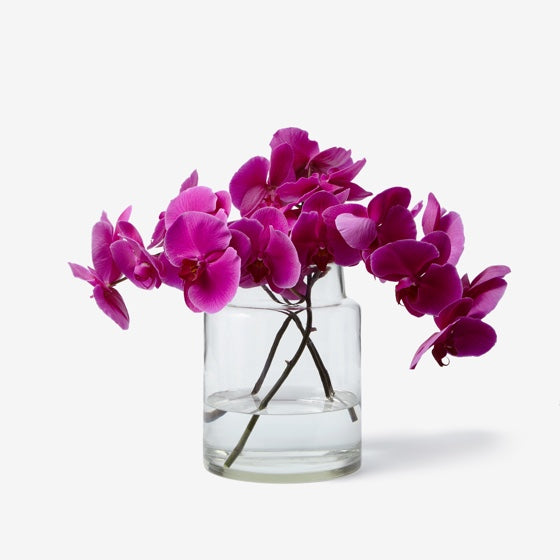 Phalaenopsis Orchideen pink