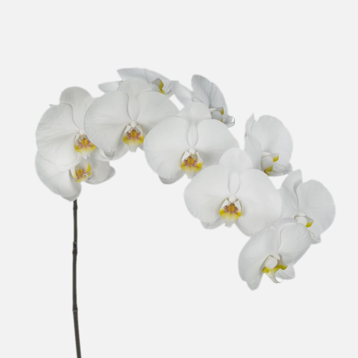 Phalaenopsis Orchideen weiss